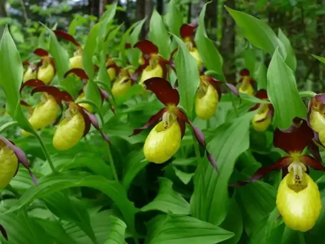 Венерин башмачок (Cypripedium calceolus)