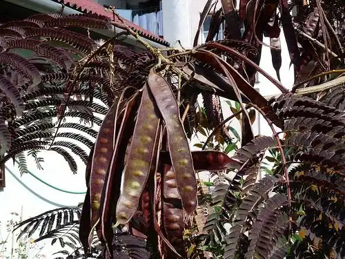 Альбиция ленкоранская (Albizia julibrissin)
