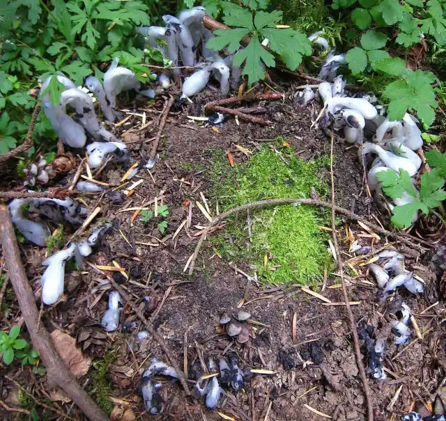 Ведьмино кольцо из цветущих растений Подъельника одноцветкового (Monotropa uniflora). США, штат Вашингтон, острова Сан-Хуан, остров Оркас