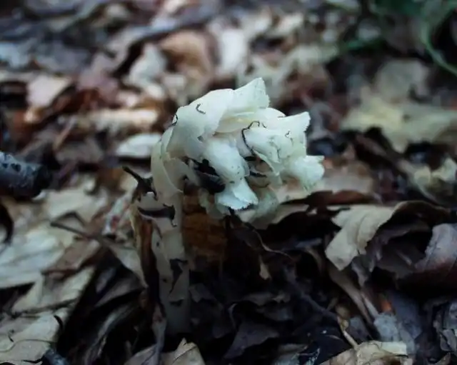 Подвид Подъельник подбуковый (Monotropa hypopitys subsp. hypophegea) иногда рассматривают как самостоятельный вид Monotropa hypophega Wallr