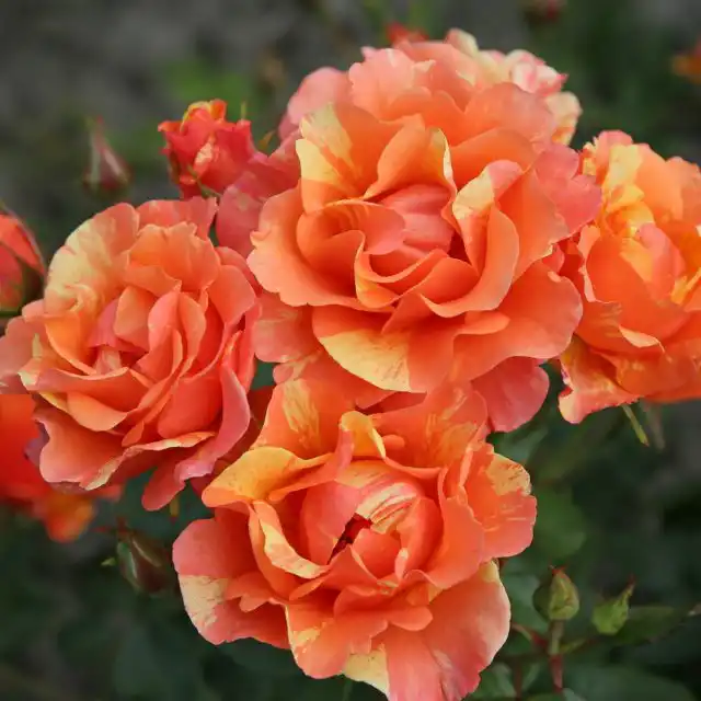 «Лоллипоп» ('Lollipop')