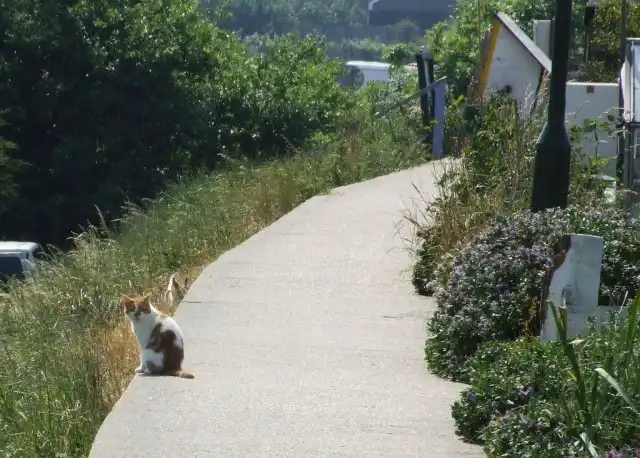 Садовая дорожка из бетона
