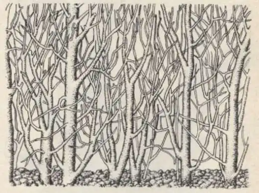 Густой корневой прирост