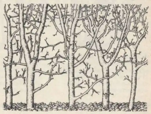 Недостаток корневого прироста