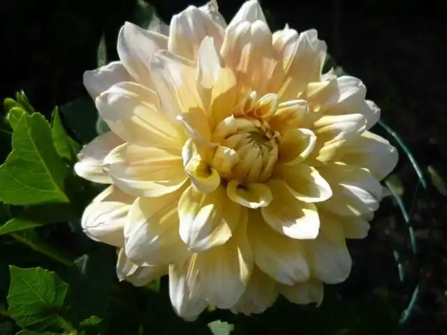 Георгин, сорт `Osaka`