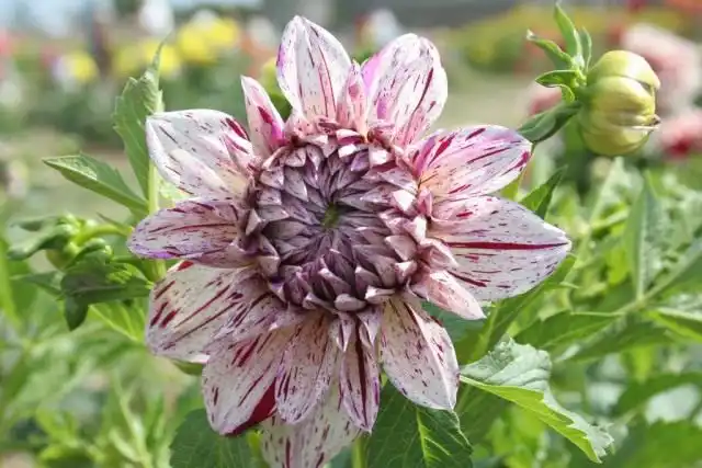 Георгин, сорт `Prince Valiant`