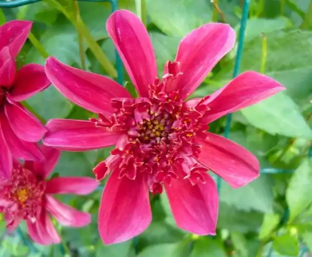 Георгин, сорт `Fabel`