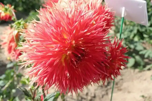 Георгин, сорт `Karen`