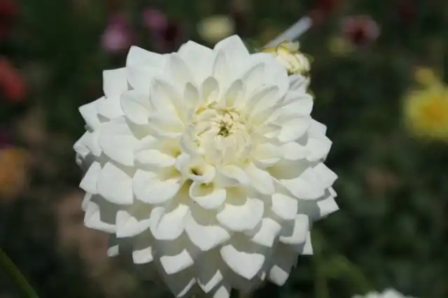 Георгин, сорт `Sieckemanns Feuerball`