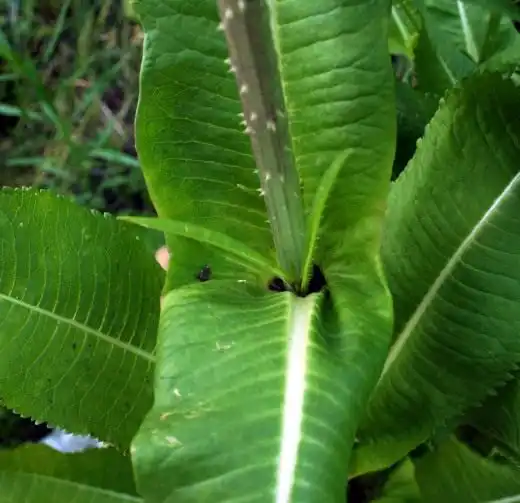 Ворсянка (Dipsacus)