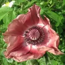 Мак восточный