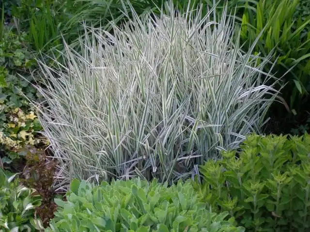 Манник крупный, или большой (Glyceria maxima)