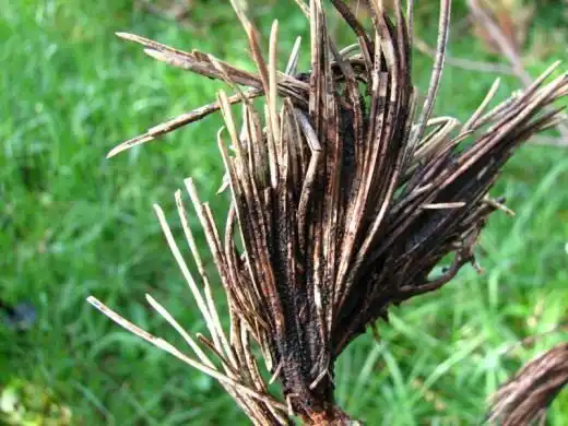 Снежное шютте сосны