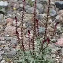 Вербейник пурпурный