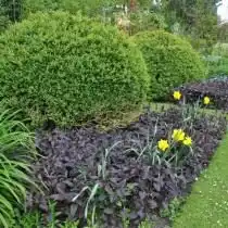 Вербейник реснитчатый «Пурпурный» (Lysimachia ciliata 'Purpurea')