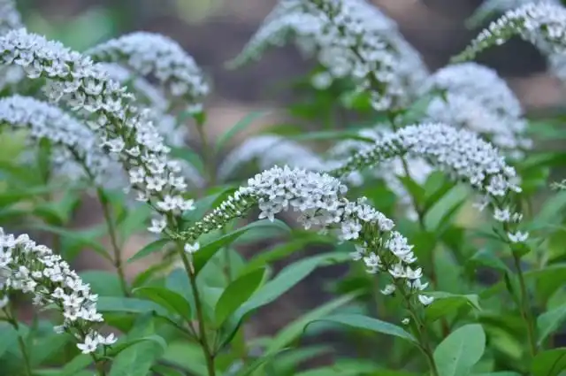Вербейник ландышный, или клетровидный (Lysimachia clethroides)