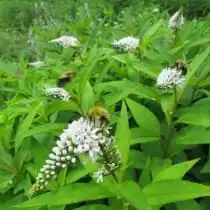 Вербейник ландышный, или клетровидный