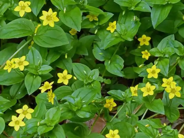 Вербейник дубравный (Lysimachia nemorum)