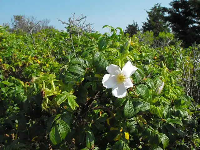 Куст Розы морщинистой