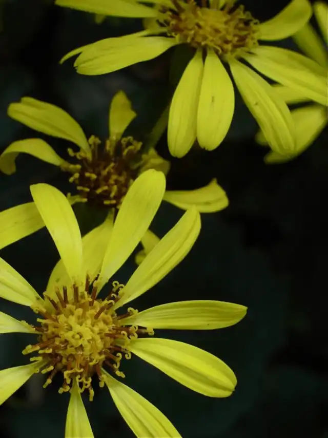 Бузульник, или Лигулярия (лат. Ligulária)