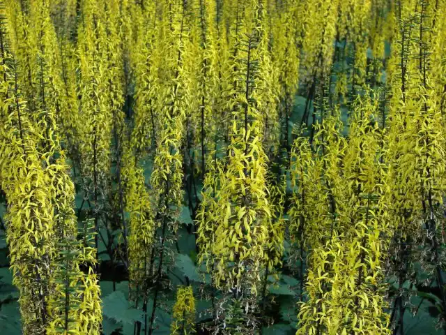 Бузульник, или Лигулярия (лат. Ligulária)