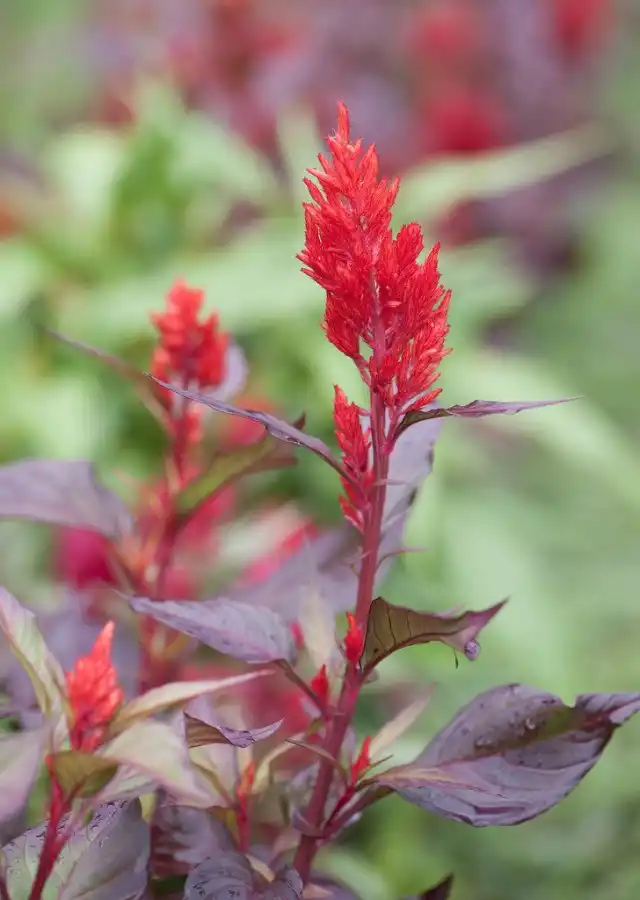 Целозия серебристая перистая «Пампас плюме» (Celosia argentea var. plumosa 'Pampas Plume')