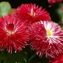 Маргаритка многолетняя, сорт 'Habanero Red'