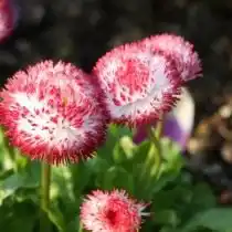 Маргаритка многолетняя