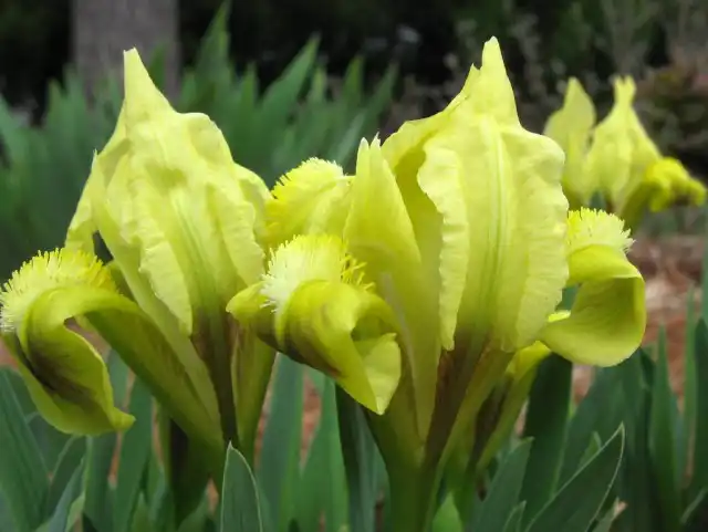 Ирис карликовый (Iris pumila)