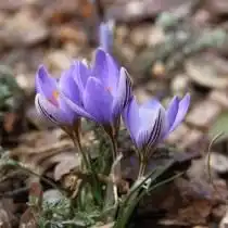 Шафран, или крокус двухцветковый, вариация Адамса (Crocus biflorus subsp. adamii (Crocus Adami))