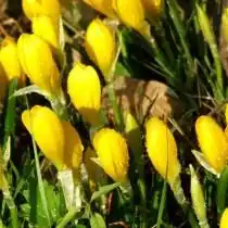 Шафран, или крокус жёлтый (Crocus flavus)
