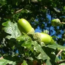 Жёлуди дуба