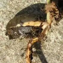 Пророщенный жёлудь дуба