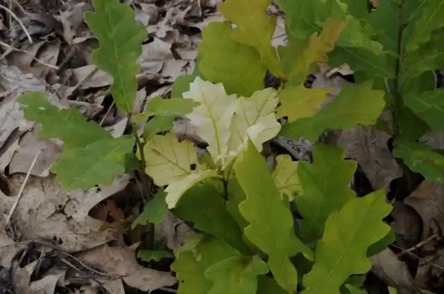 Сеянцы дуба