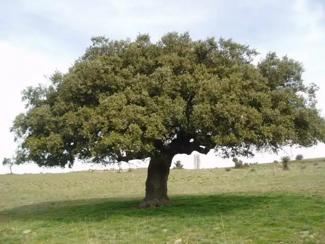 Дуб каменный (Quercus ilex)