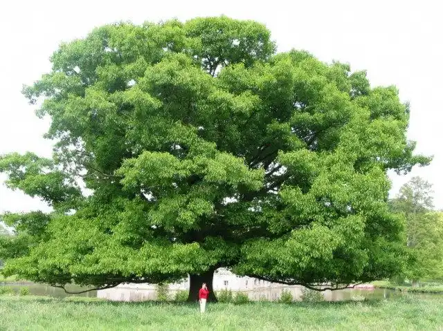 Дуб красный (Quercus rubra)