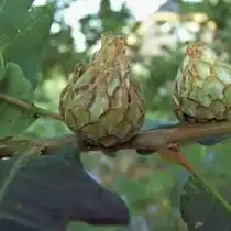 Галл на дубе
