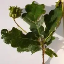 Галл на дубе