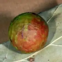 Галл на дубовом листе