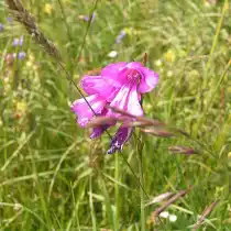 Гладиолус Кочи (Gladiolus kotschyanus)