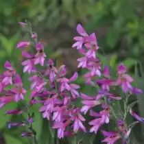 Гладиолус обыкновенный (Gladiolus communis)