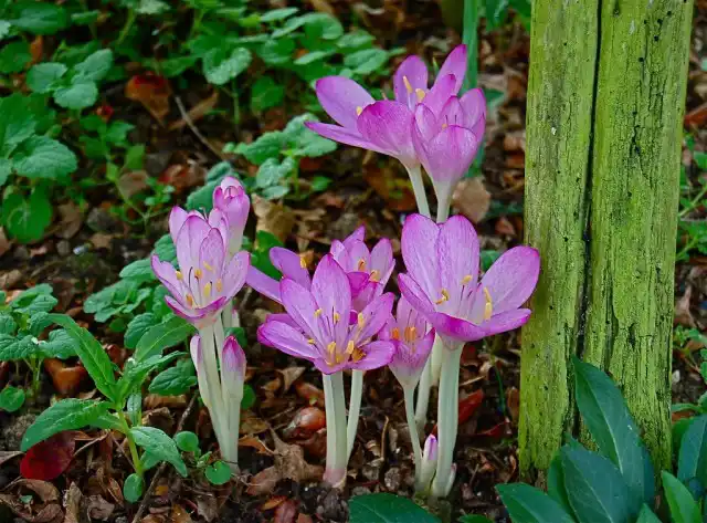 Главное преимущество безвременника — неприхотливость в цветении