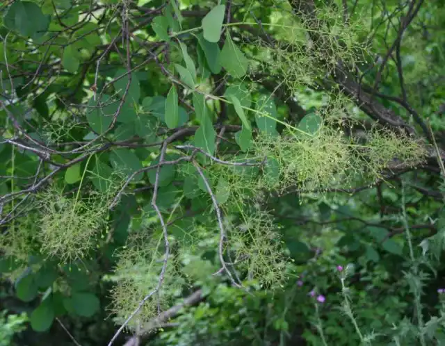 Скумпия кожевенная (Cotinus coggygria)