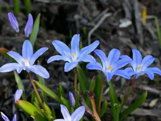 Хионодокса Люцилии (Chionodoxa luciliae)
