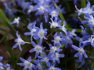 Хионодокса сардинская, или сардская (Chionodoxa sardensis)