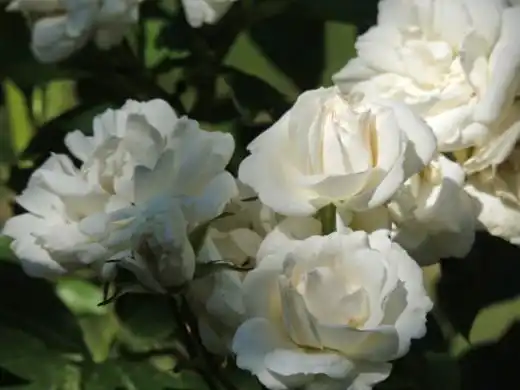 Роза Флорибунда "Carte Blanche"