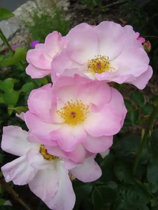 Роза Флорибунда группы "Escapade"