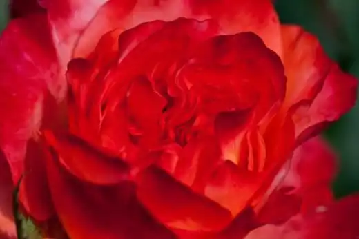 Роза Флорибунда "Fruite"