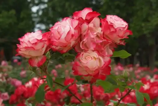 Роза Флорибунда "Jubilé du prince de monaco"