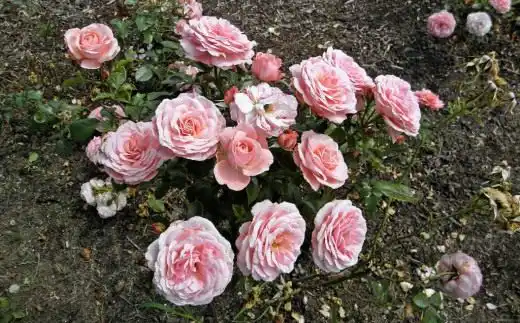 Роза Флорибунда "Sexy Rexy"